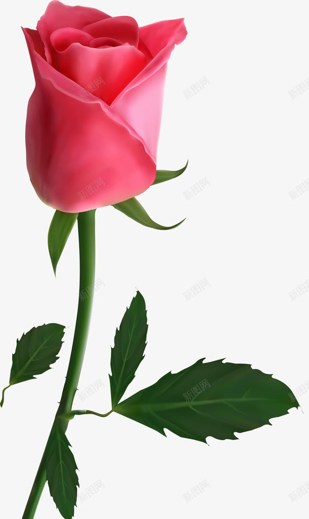一枝美丽红色玫瑰花png免抠素材_新图网 https://ixintu.com 一枝玫瑰花 一枝花朵 七叶 红色玫瑰花 红色花瓣 绿色叶子 绿色枝条
