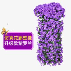 紫色花球吊篮花升级版紫罗兰高清图片