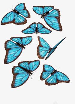 蓝色蝴蝶动态图素材