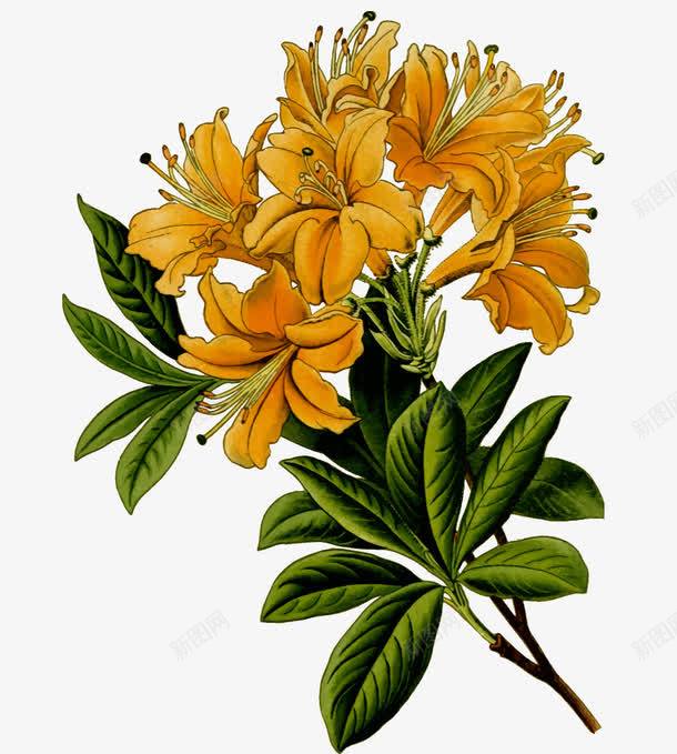 花朵透明案png免抠素材_新图网 https://ixintu.com 植物 盛开金银花 花卉 花朵 黄色
