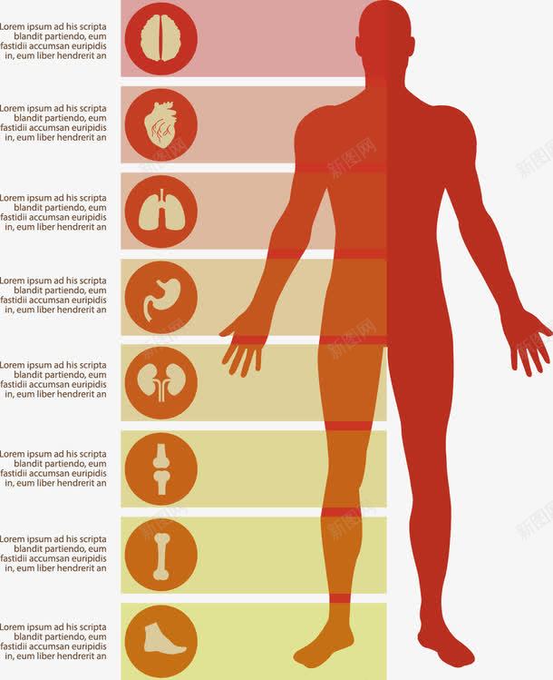 手绘扁平人体png免抠素材_新图网 https://ixintu.com 人体 内脏 器官 扁平 手绘