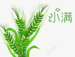 面包字体设计二十四节气小满绿色麦穗高清图片
