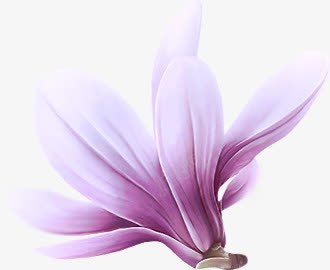 整朵粉色木兰花造型png免抠素材_新图网 https://ixintu.com 木兰 粉色 造型