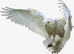 夜间觅食的动物白色猫头鹰高清图片