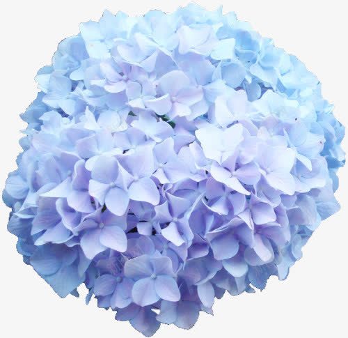 紫色花簇png免抠素材_新图网 https://ixintu.com 紫色 花朵 花束 鲜花