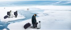 南极企鹅搬家有源文件南极企鹅搬家高清图片