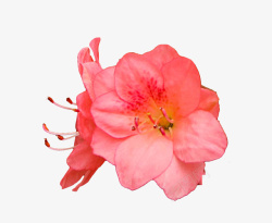 花芯背景红色杜鹃花瓣花蕊实物高清图片