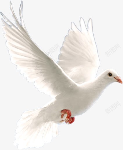白色和平鸽创意形象png免抠素材_新图网 https://ixintu.com 创意 和平鸽 形象 白色