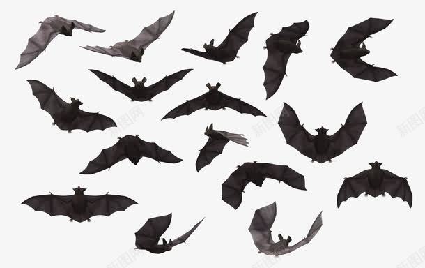 各种姿势的蝙蝠剪影png免抠素材_新图网 https://ixintu.com 剪影 动物 吸血蝙蝠 吸血鬼 恐怖素材 蝙蝠 野生动物