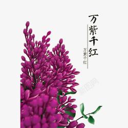 紫丁香花丛手绘唯美紫丁香花簇高清图片