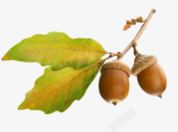 树上的果子两颗棕色橡树果子高清图片