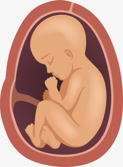 胎儿手绘肚子里的婴儿高清图片