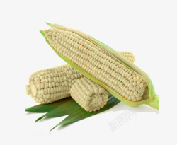 农家玉米碴子三根儿白色玉米棒高清图片