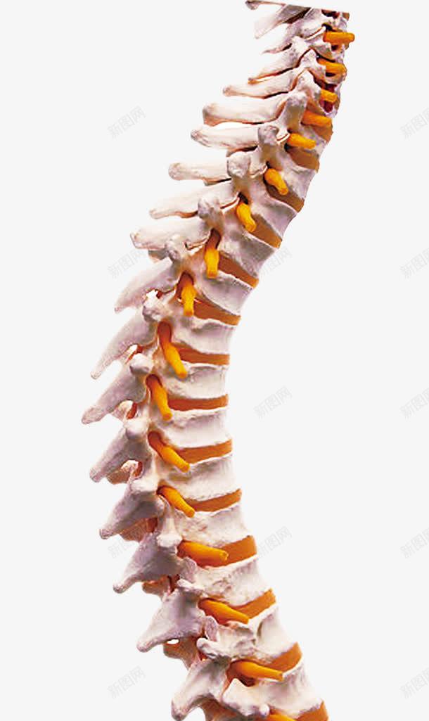 脊柱脊骨模型png免抠素材_新图网 https://ixintu.com png 免费 医用模型 模型 脊柱 脊柱模型 脊骨