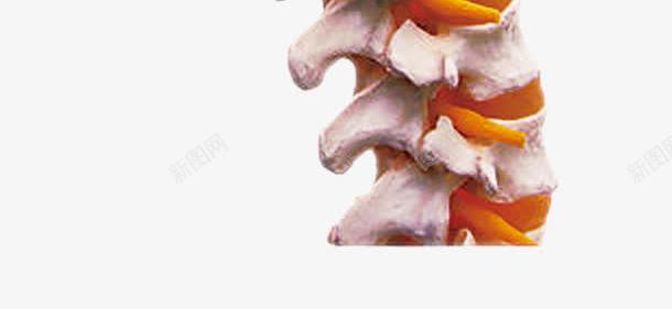 脊柱脊骨模型png免抠素材_新图网 https://ixintu.com png 免费 医用模型 模型 脊柱 脊柱模型 脊骨