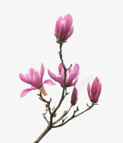分支下载粉红色带香味多分支的玉兰花瓣实高清图片