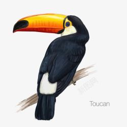 Toucan素材