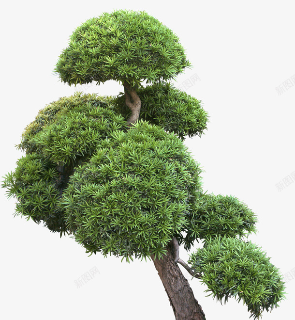 茂密的树枝树冠元素png免抠素材_新图网 https://ixintu.com 元素 树 树俯视图 树冠 树头 树木 树枝 植物