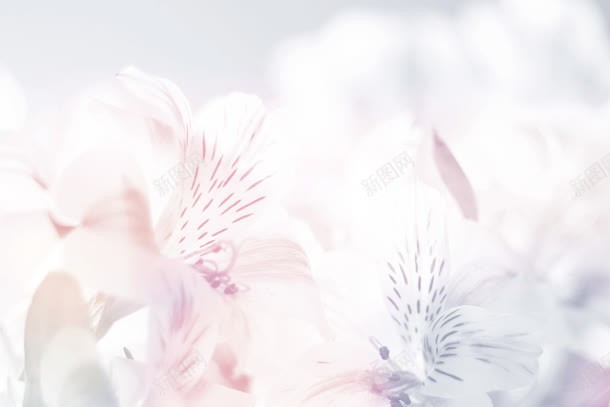 粉色梦幻花朵模糊jpg设计背景_新图网 https://ixintu.com 梦幻 模糊 粉色 花朵