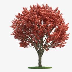 庭院树模型美国红点红枫高清图片