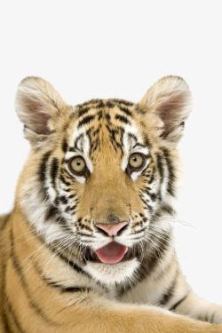 睁大眼睛吐舌头的老虎高清图片