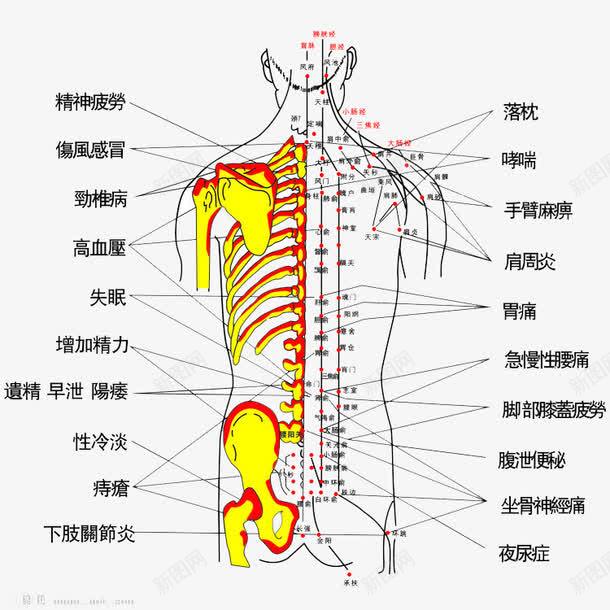 按摩背部主治疾病png免抠素材_新图网 https://ixintu.com 主要的 名称 按摩 治疗 疾病的 穴位 背部