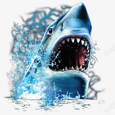 出水鲨鱼png免抠素材_新图网 https://ixintu.com 沙鱼 海洋生物 鲛 鲛鲨