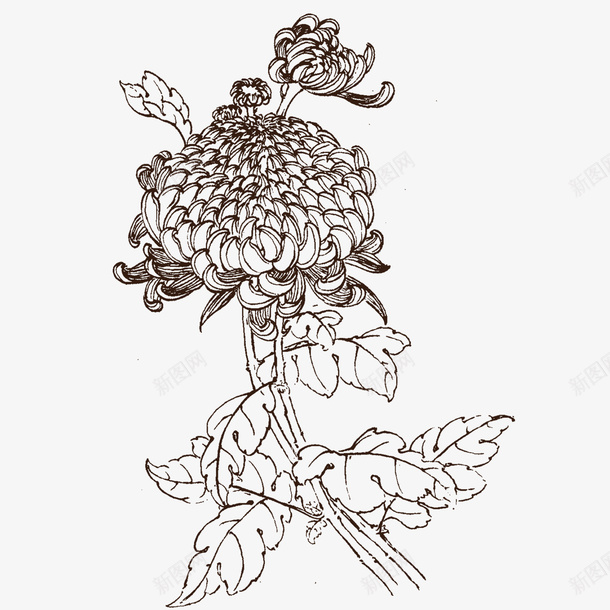 秋菊素描png免抠素材_新图网 https://ixintu.com 秋菊 素描 花卉 花瓣 花草 菊花