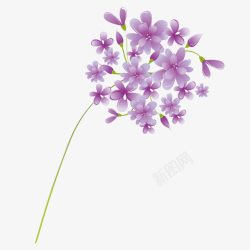 一束紫色花草茂盛素材