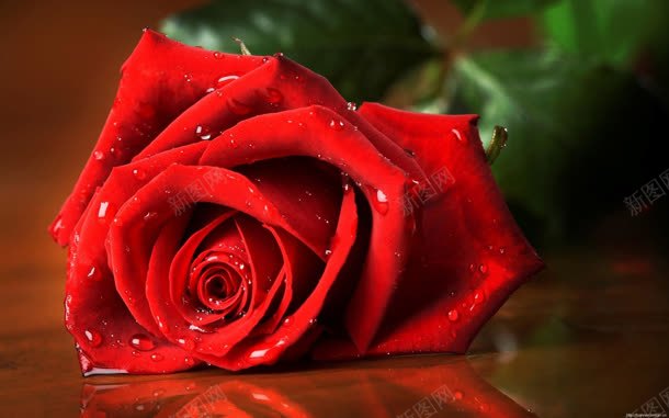 木板上的红色玫瑰花jpg设计背景_新图网 https://ixintu.com 木板 玫瑰花 红色