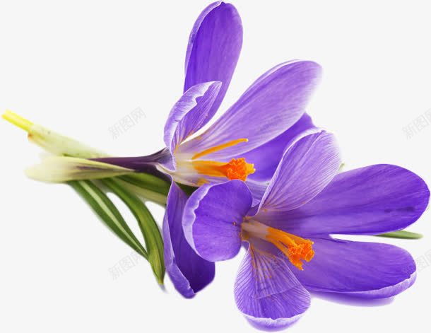 紫罗兰花朵盛开美丽png免抠素材_新图网 https://ixintu.com 盛开 紫罗兰 美丽 花朵