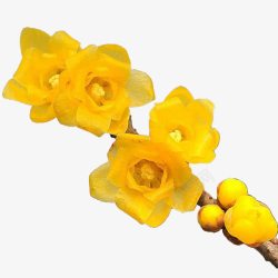 黄色花骨朵黄色腊梅花苞高清图片