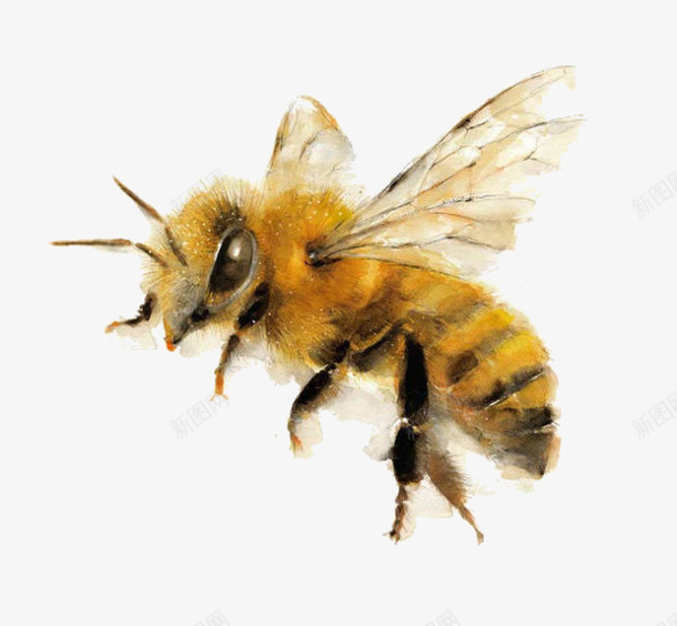 黄色飞翔蜜蜂png免抠素材_新图网 https://ixintu.com 昆虫 翅膀 蜂类 蜜蜂 飞翔