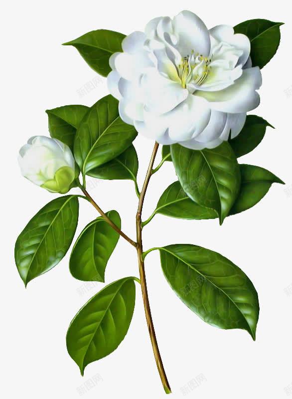 茉莉花装饰假花png免抠素材_新图网 https://ixintu.com 植物 白色花朵 白花 花卉 花朵 茉莉花