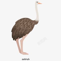 大长腿个性鸵鸟的手绘矢量图高清图片
