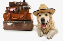 带着狗狗去旅行素材