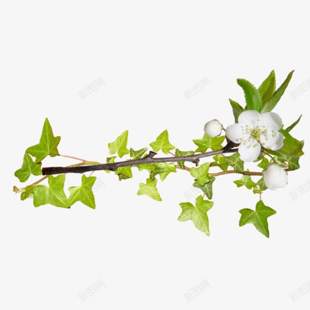 树枝上的花png免抠素材_新图网 https://ixintu.com 小白花 白色花瓣 百合 绿色藤蔓 花朵
