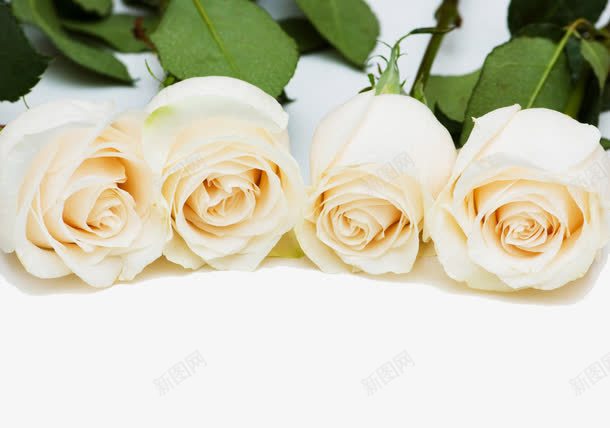 四朵唯美白色玫瑰花png免抠素材_新图网 https://ixintu.com 唯美 四朵 玫瑰花 白玫瑰花瓣 白色 素材