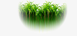 甘蔗林绿色简约甘蔗林高清图片