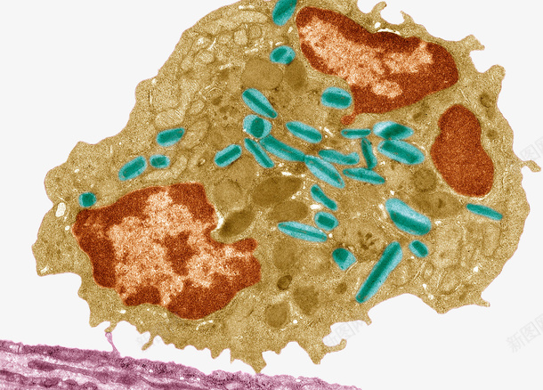 免疫系统巨噬细胞png免抠素材_新图网 https://ixintu.com 免疫系统 吞噬细胞 抗体 浆细胞 线粒体 线粒体结构图 高尔基体