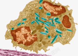 细胞结构图与剖面图免疫系统巨噬细胞高清图片