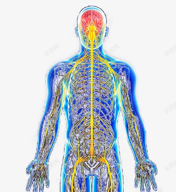 人体神经系统结构图正面png免抠素材_新图网 https://ixintu.com 人体结构 神经 神经系统 神经结构 脊神经 脑神经