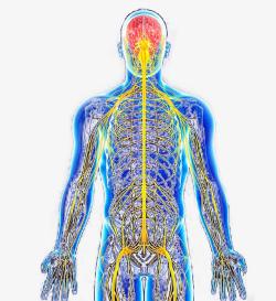 人体神经系统结构图正面素材