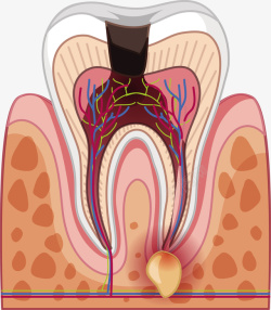 牙齿结构矢量图素材