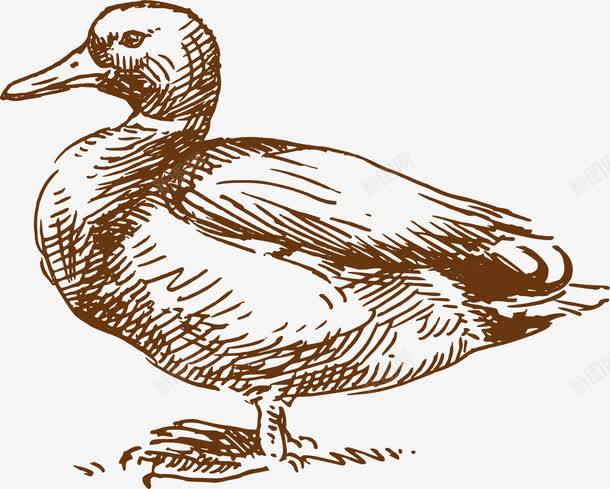 鸭子png免抠素材_新图网 https://ixintu.com 写实鸭子 动物 复古风格 家禽 手绘 插图 素描 鸭子
