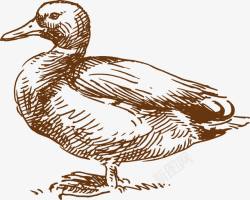 精细素描插图鸭子高清图片