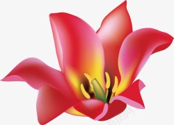 木棉花花纹木棉花高清图片