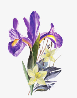 一大束手绘彩铅紫色花朵高清图片
