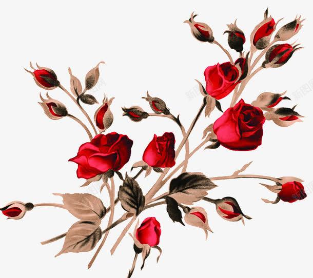 红色热情玫瑰花朵手绘png免抠素材_新图网 https://ixintu.com 热情 玫瑰 红色 花朵