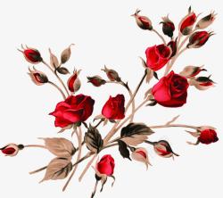 红色热情玫瑰花朵手绘素材